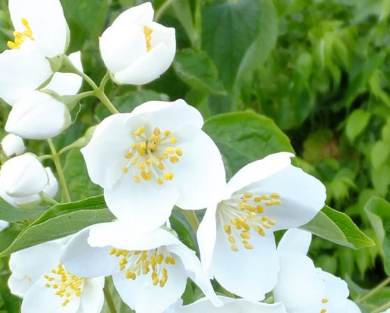 Grote diversiteit aan bomen, struiken en bloemen
