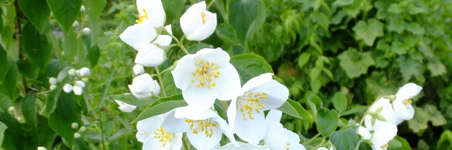 Grote diversiteit aan bomen, struiken en bloemen
