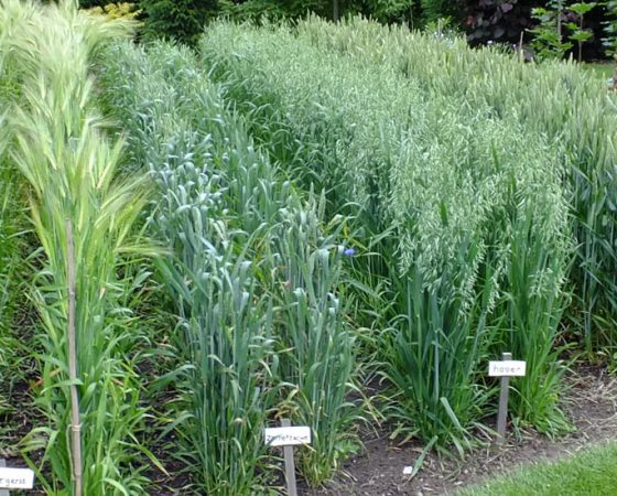 Tuinbezoek
